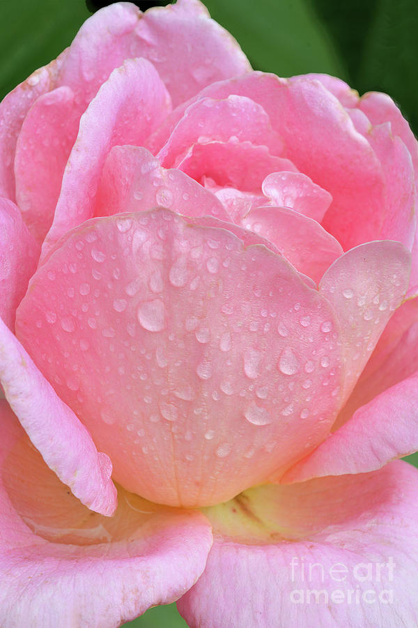Rose Photograph - Raindrops on Rosebud by Regina Geoghan