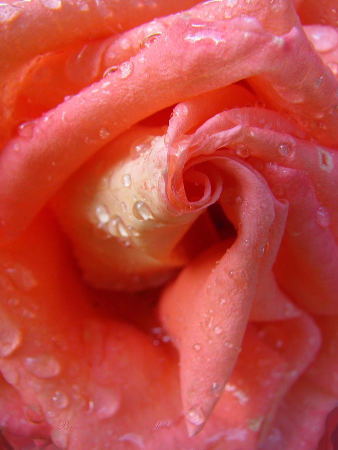 Raindrops on Roses - Beauty in the Garden - Rose Super Macro Photograph by Brooks Garten Hauschild