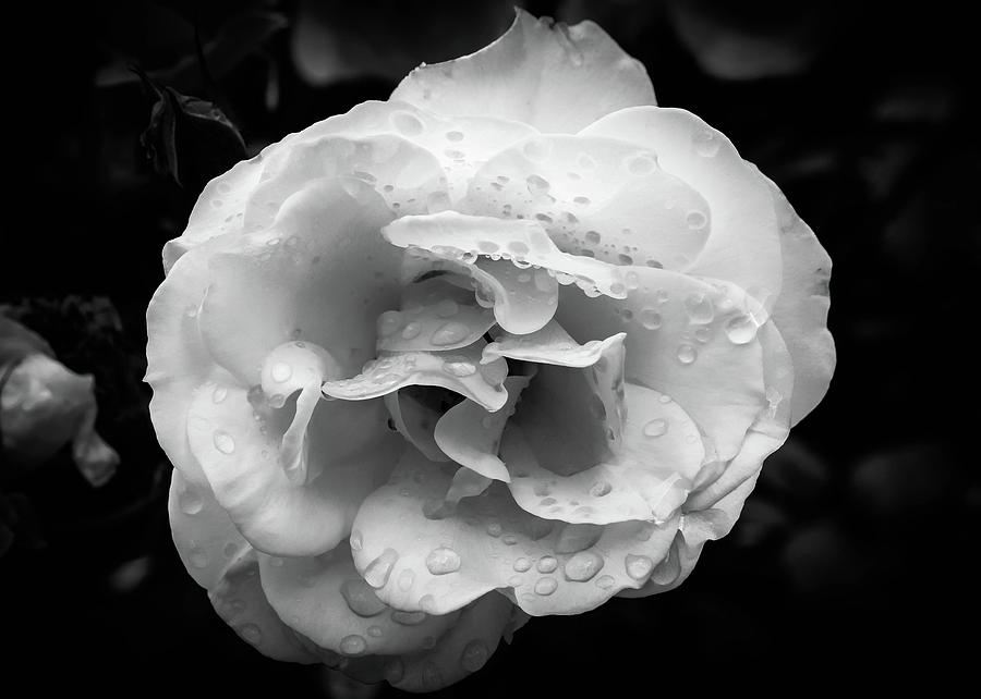 Raindrops on Roses Photograph by Alison Frank