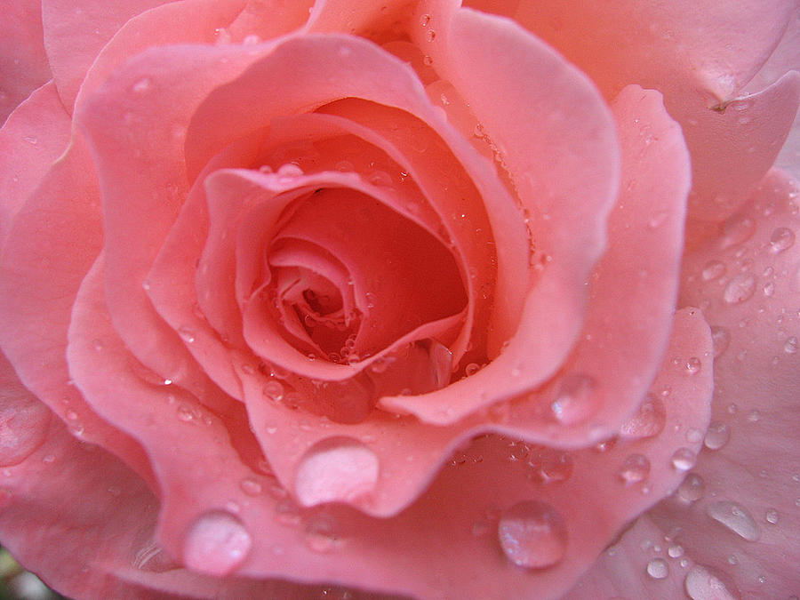 Raindrops on roses: the gorgeousness of floral fragrance