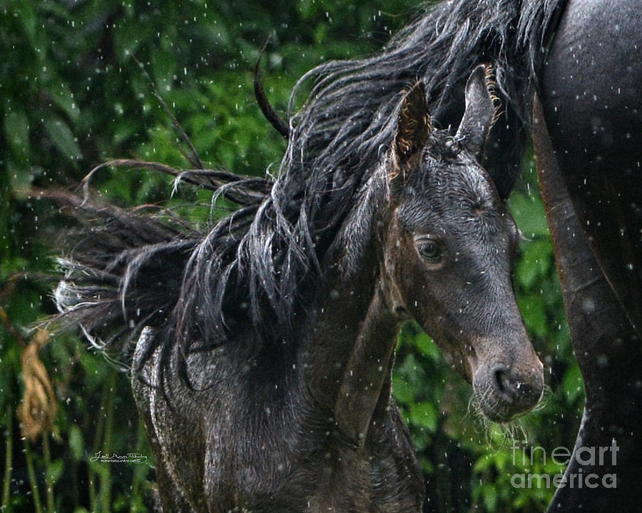 Raindrops on Roses and Whiskers on Friesians Photograph by Lori Ann  Thwing