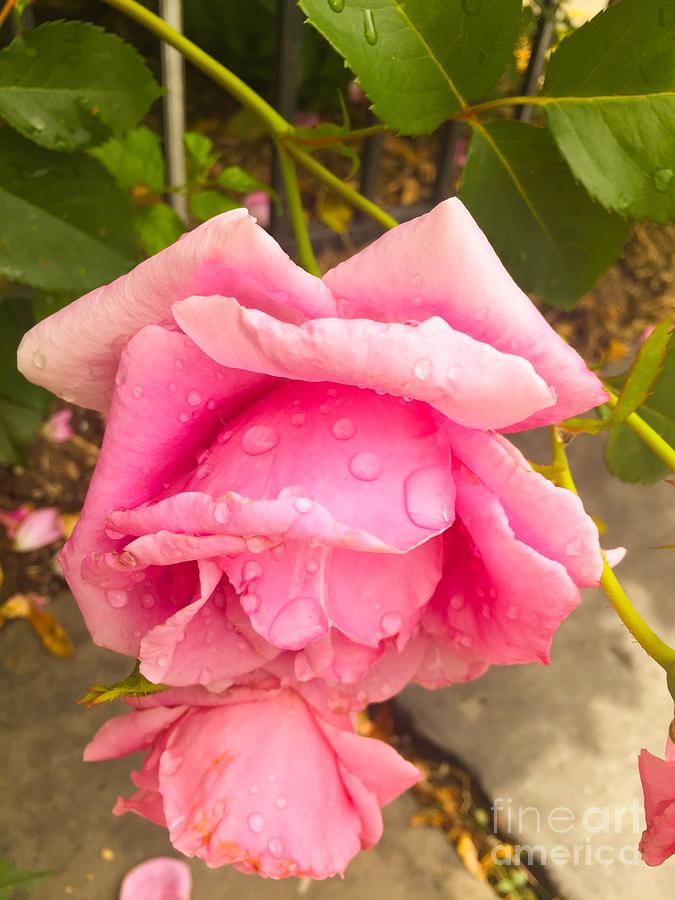 Raindrops on Roses Photograph by Beth Saffer