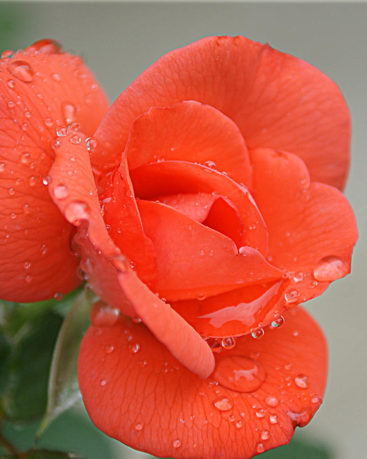 Raindrops on Roses Photograph by Cricket Hackmann