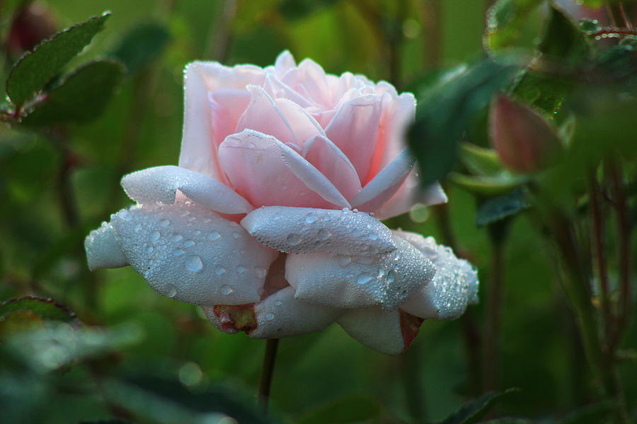 Raindrops on Roses Photograph by Kevin Wheeler