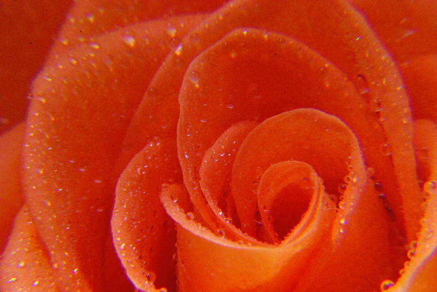 Rose Photograph - Raindrops on Roses by Sharrell Holcomb