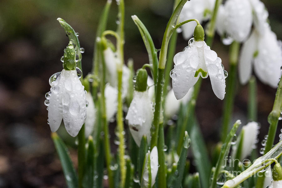 Raindrops On Snowdrops Photograph by Steve Purnell