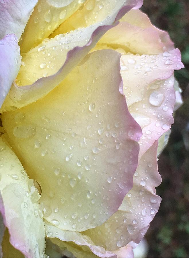 Raindrops on Soft Yellow Pink Rose Photograph by Doris Aguirre