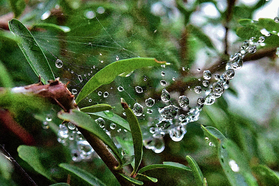 Raindrops on Spider Web Abstract 1 Photograph by Linda Brody