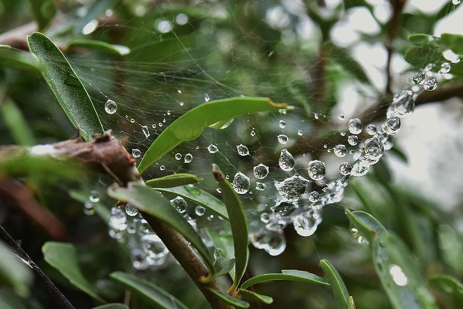 Raindrops on Spider Web I Photograph by Linda Brody