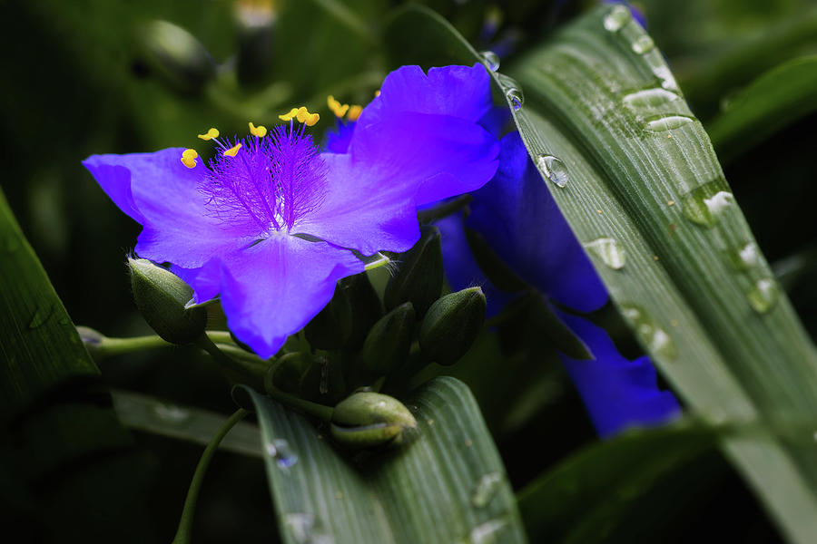 Flower Photograph - Raindrops on Spiderwort Flowers by Tom Mc Nemar