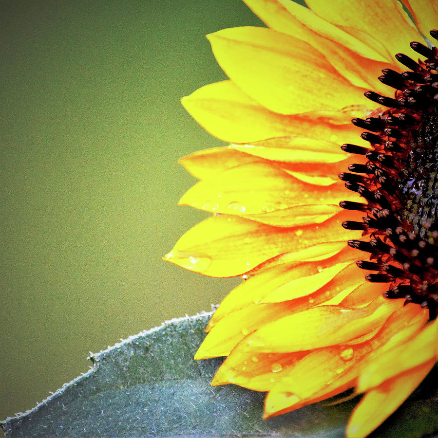 Raindrops On Sunflower Photograph