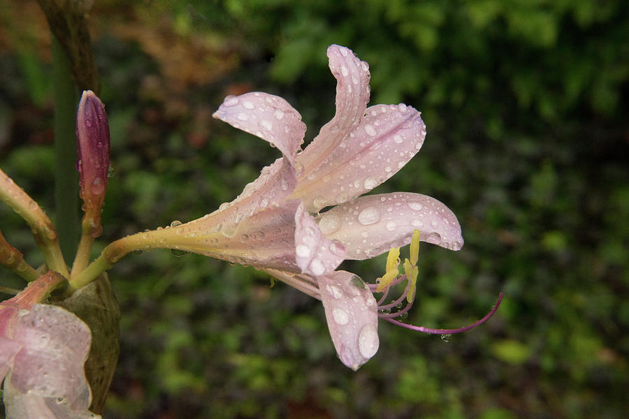 Raindrops on Surprise Lily Photograph by Douglas Barnett