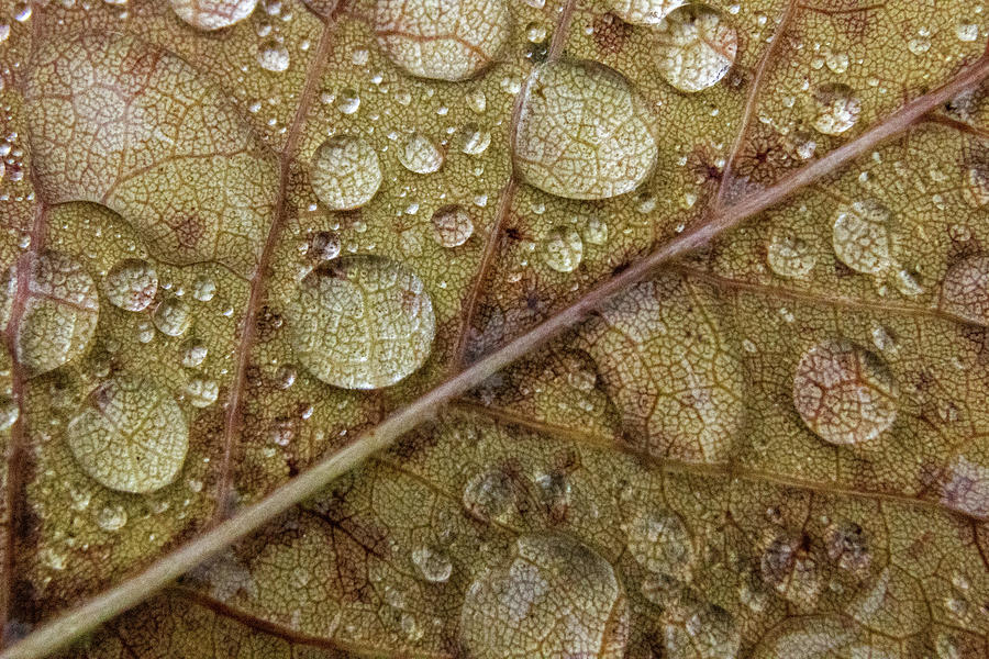 Raindrops On Tan Leaf Photograph