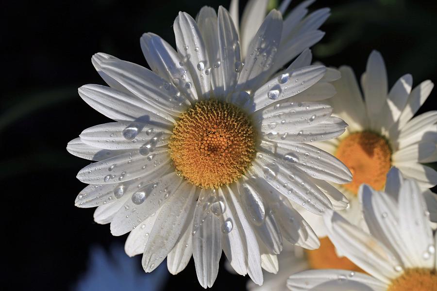 Raindrops on the daisy Photograph by Lynn Hopwood