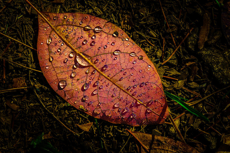 Raindrops on the Fallen - i Photograph by Mark Rogers