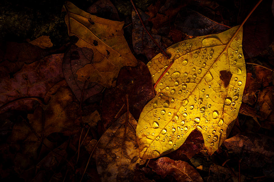 Raindrops on the Fallen - ii Photograph by Mark Rogers