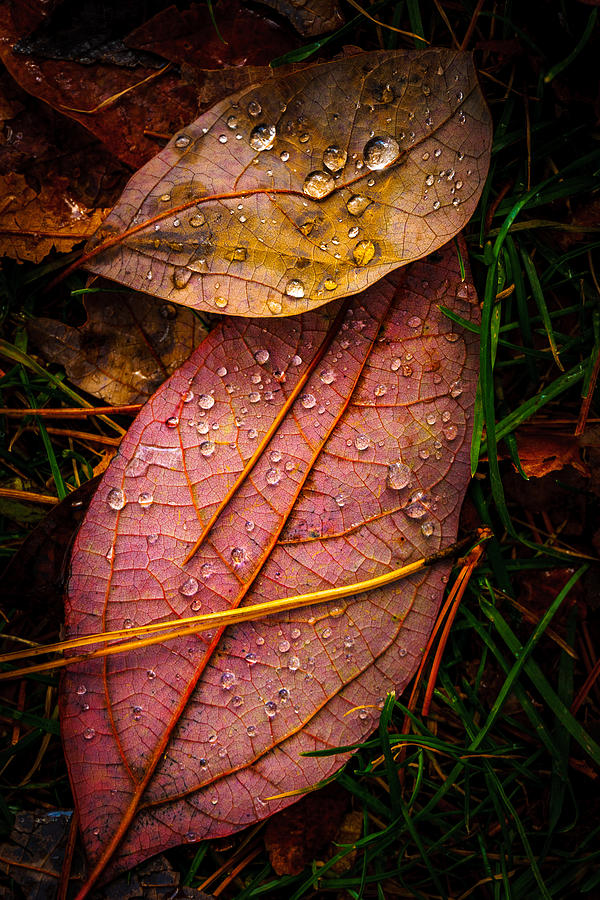 Raindrops on the Fallen - III Photograph by Mark Rogers