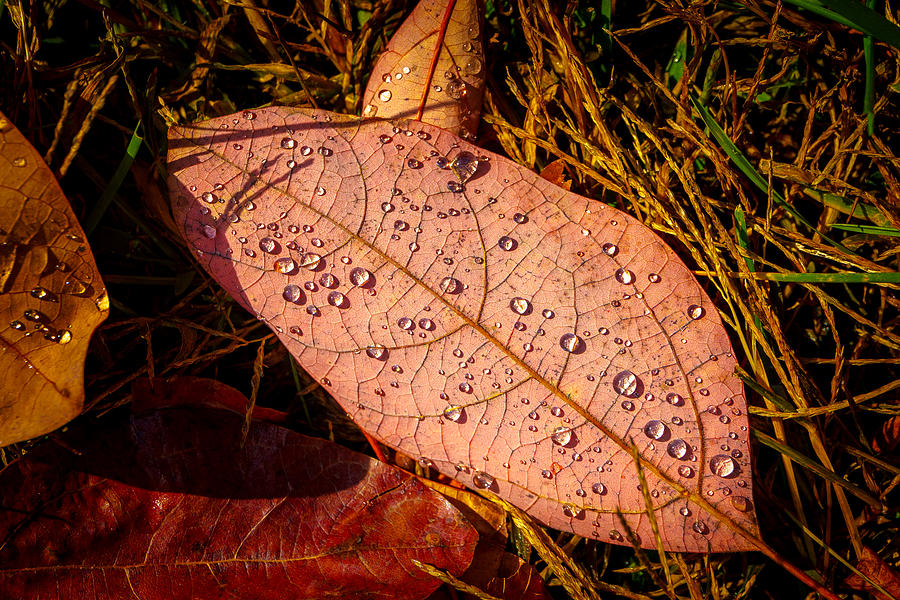 Raindrops on the Fallen - vii Photograph by Mark Rogers