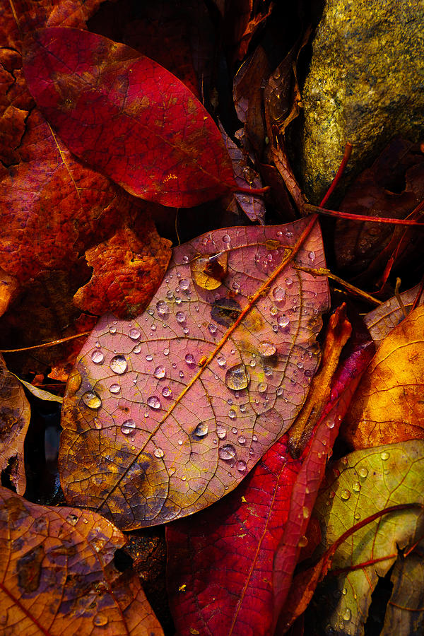 Raindrops on the Fallen - viii Photograph by Mark Rogers