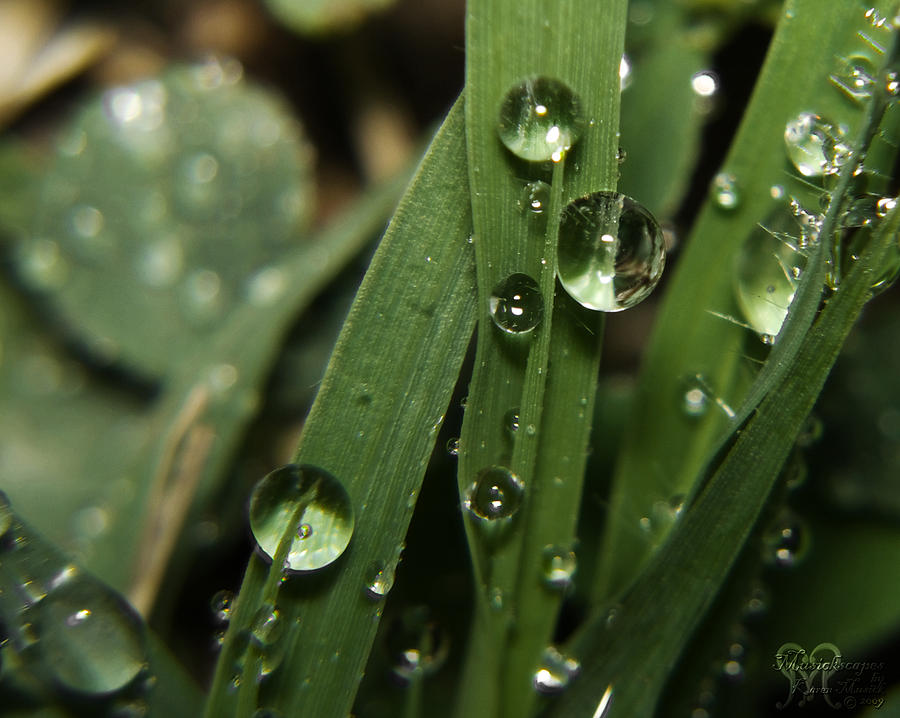 Raindrops on the Grass Photograph by Karen Musick Raindrops on the Grass Photograph by Karen Musick