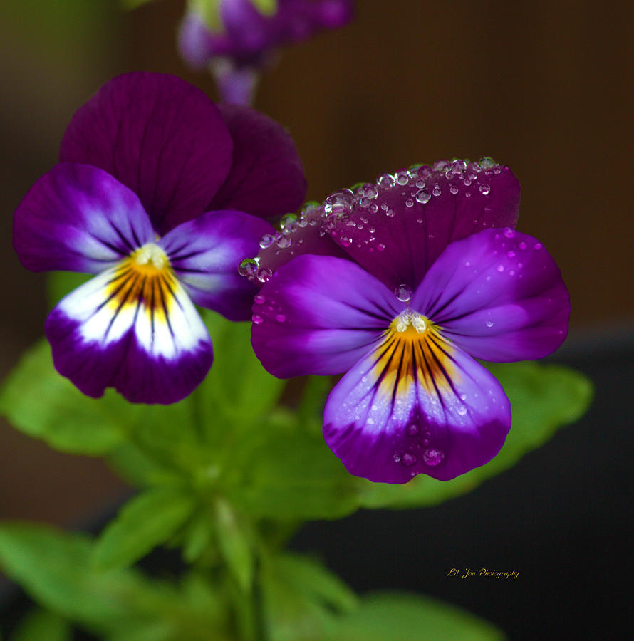 Raindrops On The Pansies Photograph by Jeanette C Landstrom
