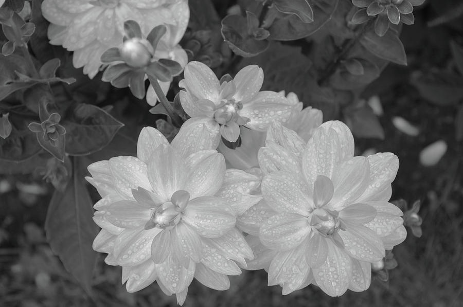 Black And White Photograph - Raindrops on the Petals by Tom Reynen