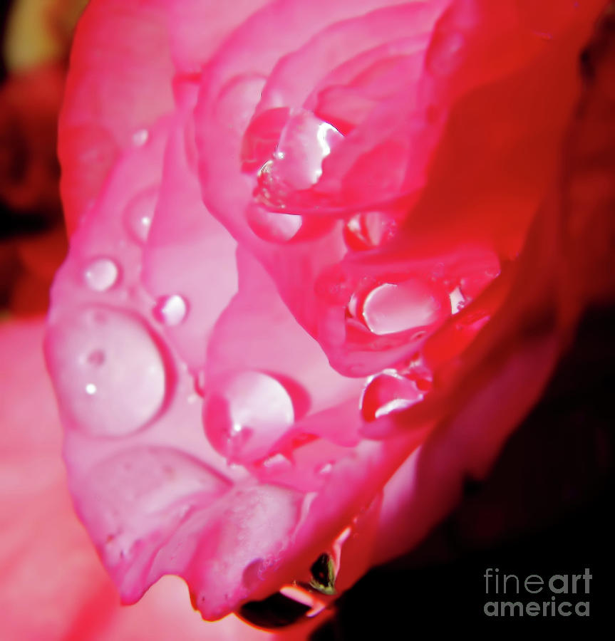 Raindrops On The Rose Petal by D Hackett