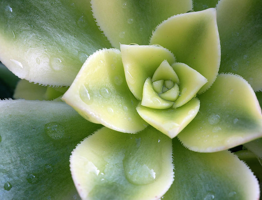 Raindrops on the succulent Photograph by Elvira Butler