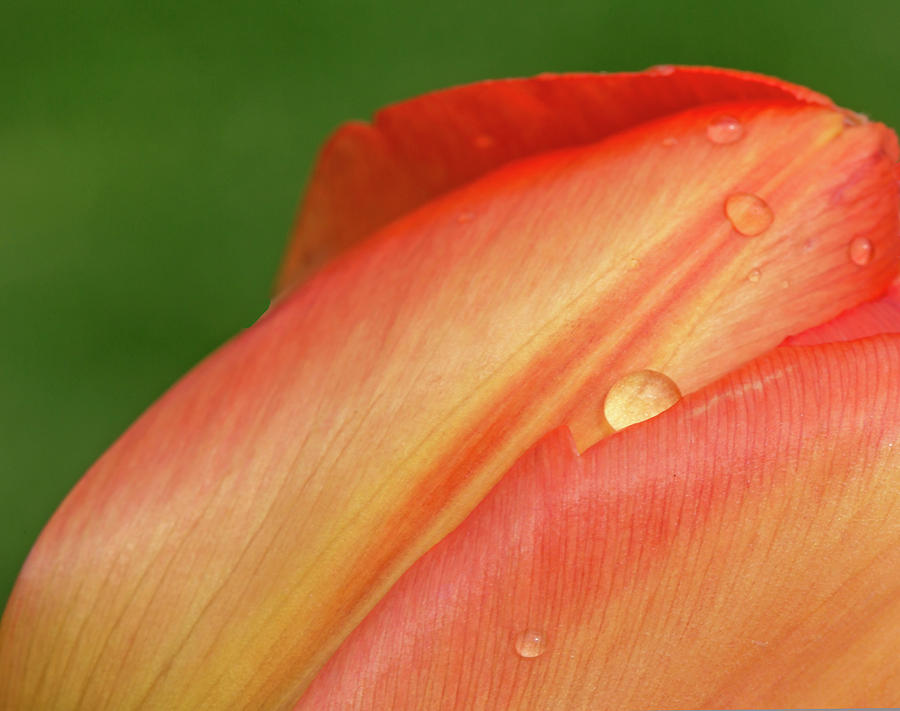 Raindrops On The Tulip Photograph by Elvira Butler