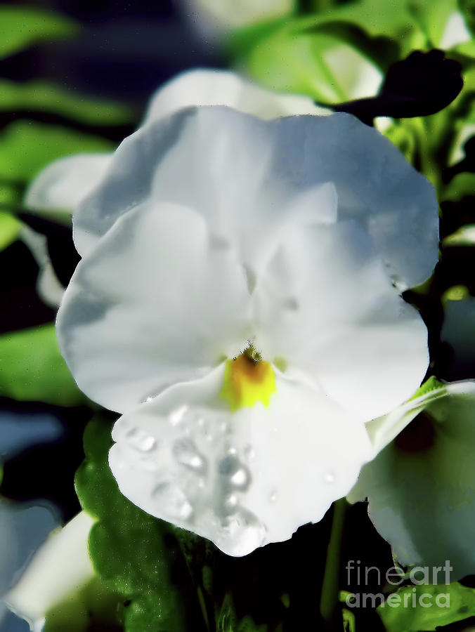 Raindrops On The White Pansy Photograph by D Hackett