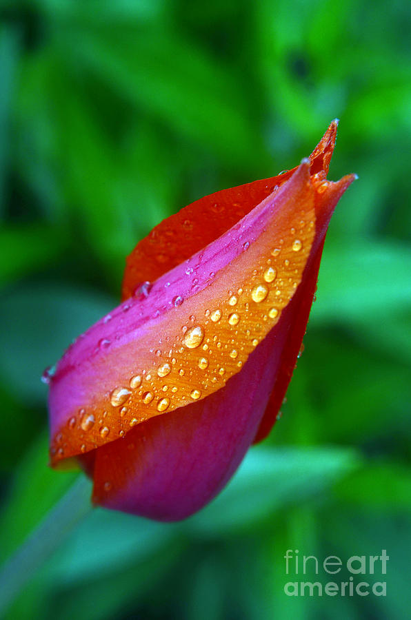Raindrops on tulip Photograph by Steve Somerville