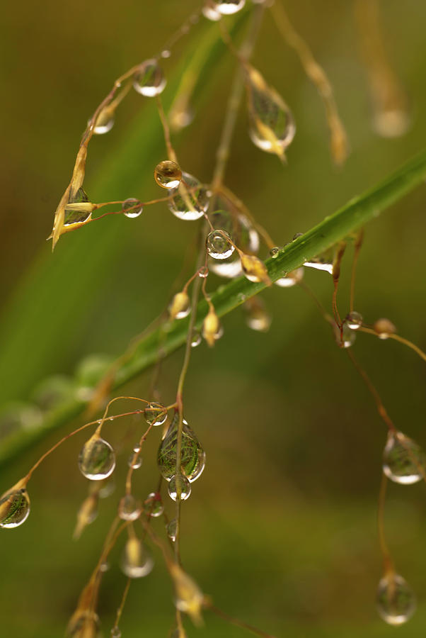 Raindrops On Wavy Hair Grass Photograph By Hugh Mckean