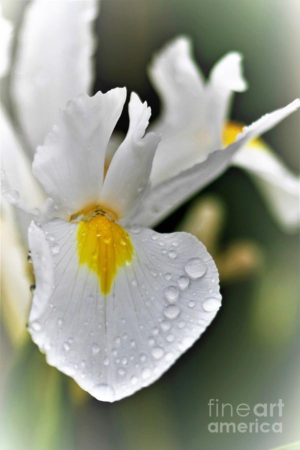 Raindrops On White Iris Photograph by Tracey Lee Cassin