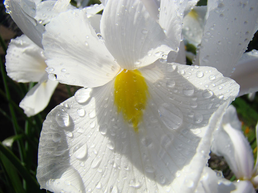Iris Photograph - Raindrops on White Irises Flowers Sunlit Baslee Troutman by Patti Baslee