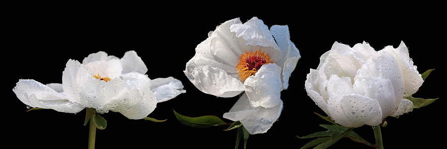 Raindrops on White Peonies Panoramic Photograph by Gill Billington