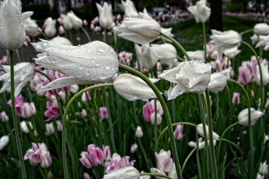 Raindrops on White Tulips 2.0 Photograph by Michelle Calkins