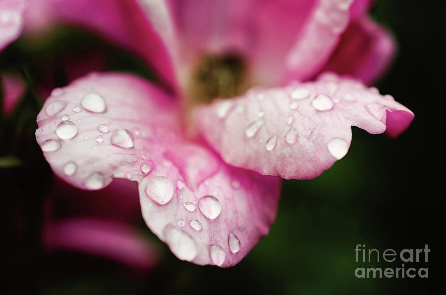 Raindrops on Wild Rose Color Nature Photograph Photograph by PIPA Fine Art - Simply Solid