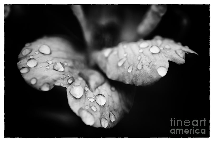 Raindrops on Wild Rose Photograph by PIPA Fine Art - Simply Solid