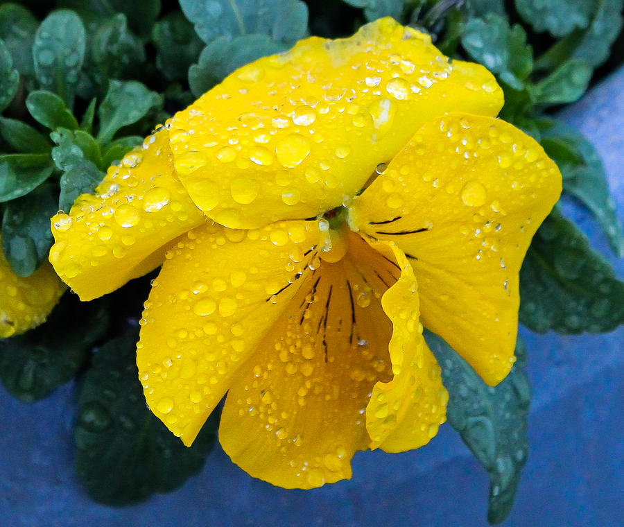 Raindrops on Yellow Pansy Photograph by E Faithe Lester