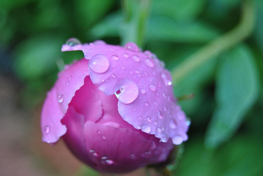 Flowers Still Life Photograph - Raindrops by Pamela Keene