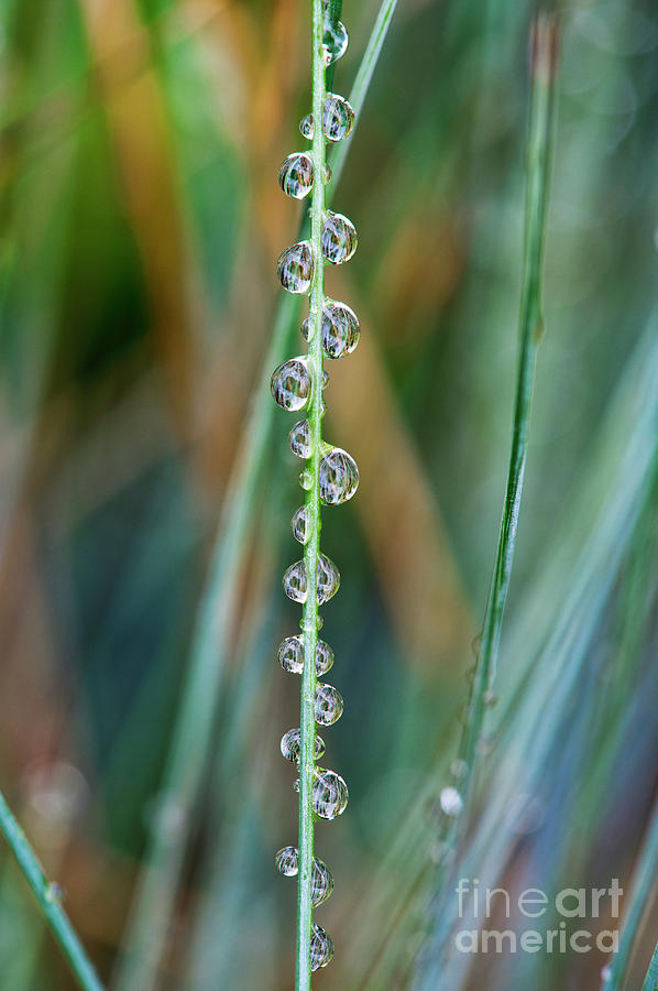 Raindrops Photograph by Tim Gainey