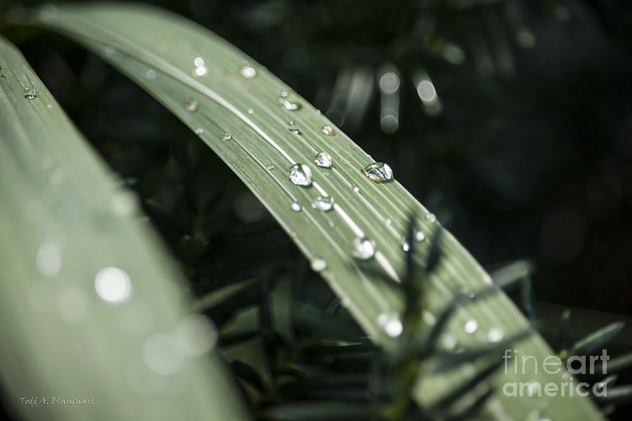 Raindrops Photograph by Todd Blanchard