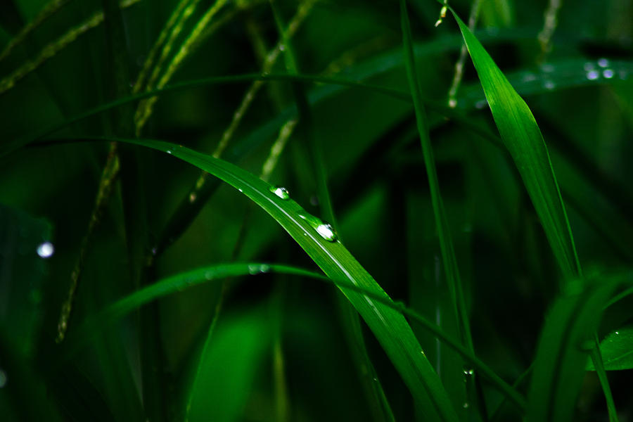 Nature Photograph - Raindrops  by Totto Ponce