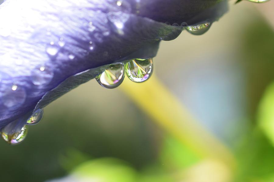 Raindrop's View No.3 Photograph By Julie Street - Pixels