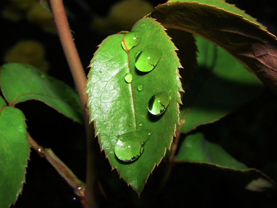 Raindrops Photograph by Wilma Stout