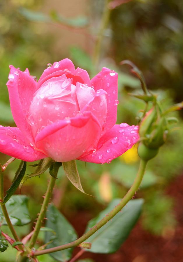 Raindrops with a Touch of Rose Photograph by Warren Thompson