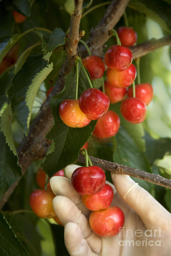 Rainer Cherries On A Branch Photograph by Inga Spence