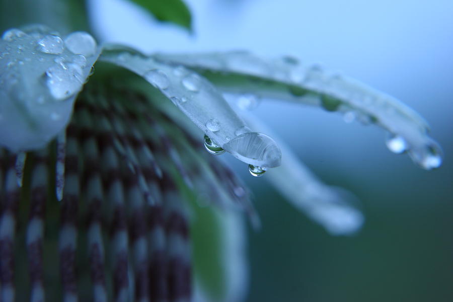 Rain Photograph - Rainflower by Linda Russell Rain Photograph - Rainflower by Linda Russell