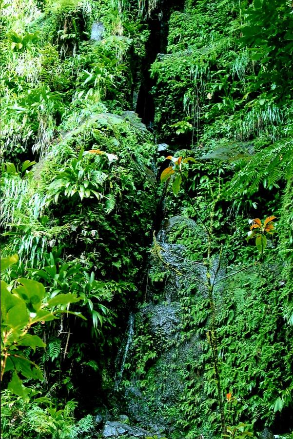 Rainforest 1 Photograph by Robert Nickologianis