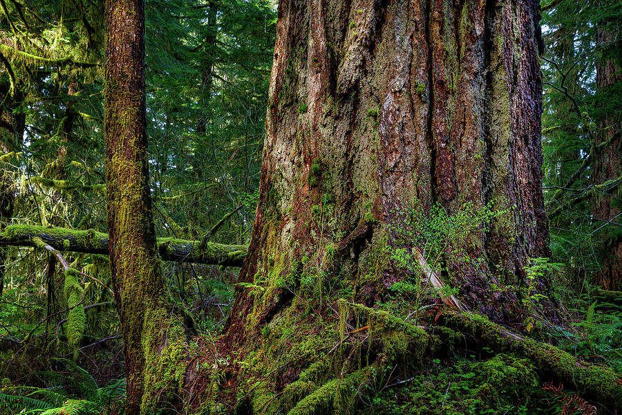 Rainforest 9 Lake Quinault Photograph by Mike Penney - Fine Art America